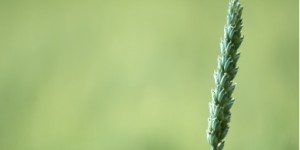 一般考试初级会计评分后需要多长时间？今年的估计月份和日期是多少？